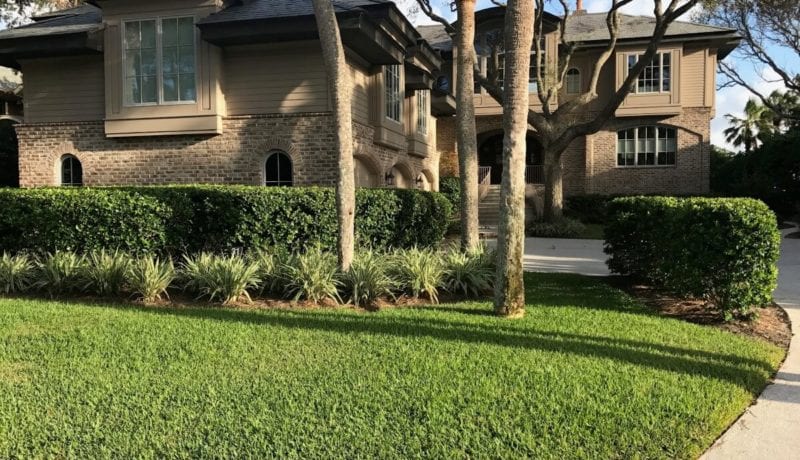 Palmetto sod with broad, soft blades in vibrant green, adaptable to various climates and shades.