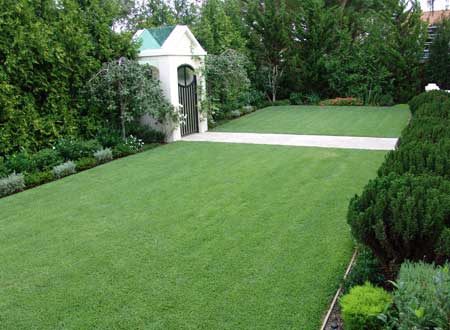 Close-up of Seville sod with fine-textured blades, presenting a rich green color for ornamental gardens.