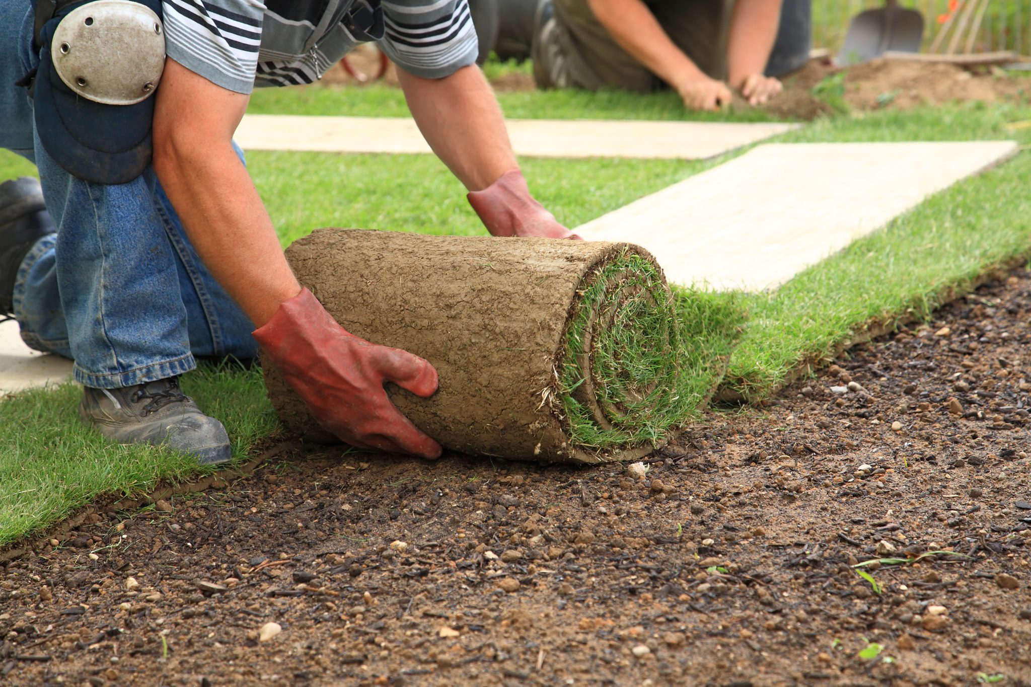 Lakeland Sod Pros team efficiently installing sod in an outdoor landscape, showcasing their hassle-free and precise installation services.